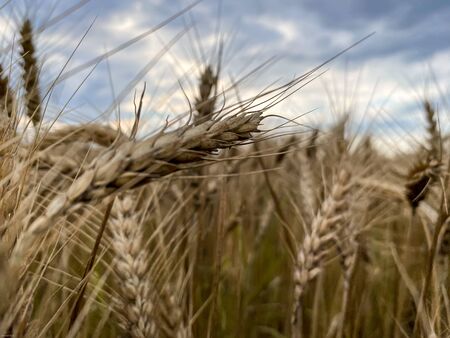 Yellow Wheat and Cloudy Sky