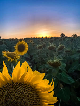 Sunset on Sunflower farm Thrace Turkey Europeの写真素材