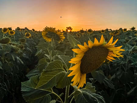Sunset on Sunflower farm Thrace Turkey Europeの写真素材