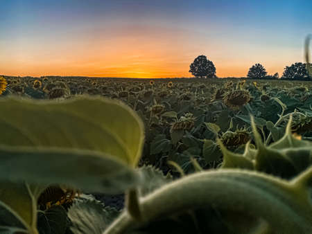 Sunset on Sunflower farm Thrace Turkey Europeの写真素材