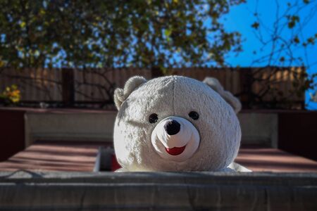 A white teddy bear is looking to street from window at November at Balat, Istanbulの写真素材