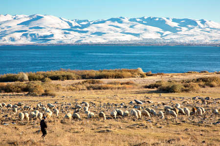 Herd of sheep with the Lake Sevan in the background in Armeniaの写真素材