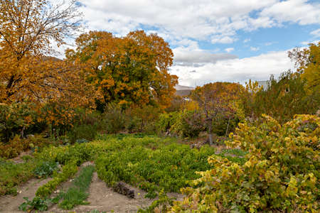 Agricultural garden of peppers and fall colors, in Armeniaの写真素材