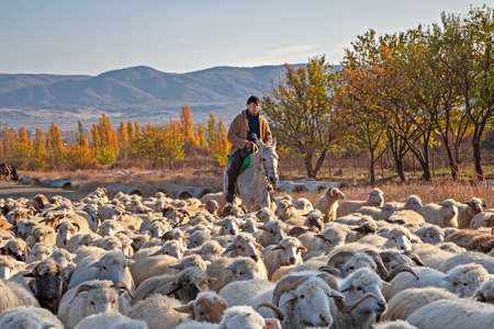 Georgian shepherd on his horse herding his sheep, in Kakheti, Georgia.