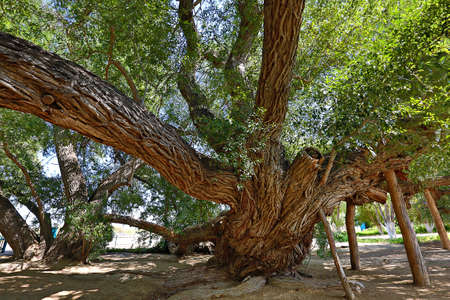 Old willow tree in Kazakhstanの写真素材