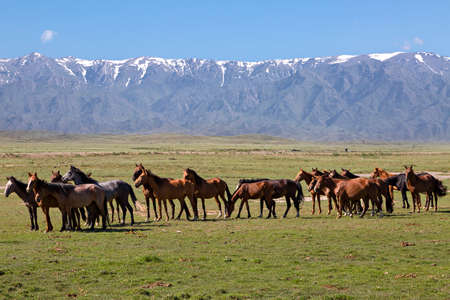 Horses with snow capped mountains in the background, in Kazakhstan.