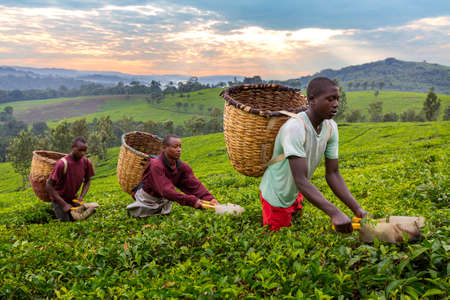 Local men picking tea leaves in Kibale, Ugandaのeditorial素材