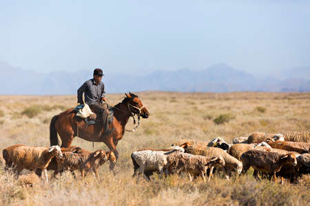 Kazakh horseman herding his sheep in the steppes, in Kazakhstanのeditorial素材