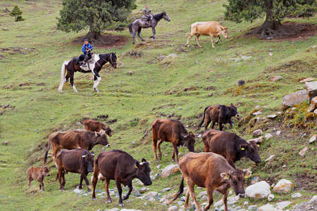 Young shepherds on their horse herding cows, in Kaji Say, Kyrgyzstanのeditorial素材