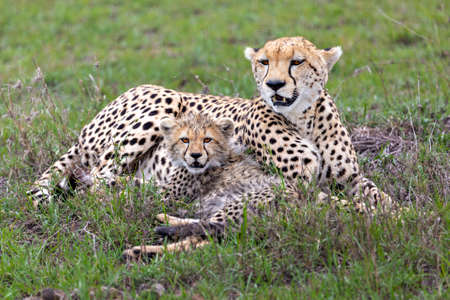Cheetah and the cub in Maasai Mara, Kenya, Africaの写真素材
