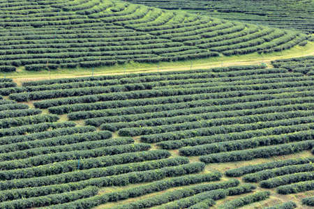 Tea plantations in Chiang Rai, Thailand