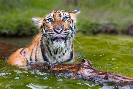 Baby indochinese tiger, known as Panthera Tigris Corbetti in latin, playing in the water, Thailand