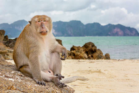 Macaque monkey on the beach in Thailand