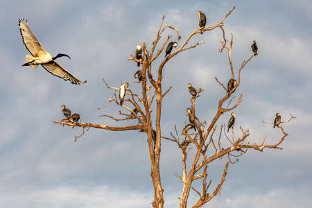 Sacred ibis in flight, in Lake Bunyonyi, in Uganda, Africa