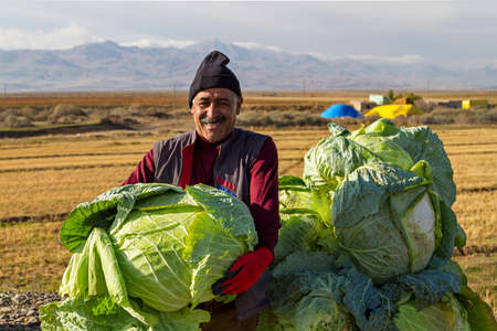 Turkish vegetables vendor holding one of the huge cabbages in Erzurum, Turkey.のeditorial素材