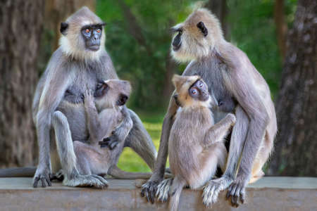 Langur monkeys in Sri Lankaの写真素材