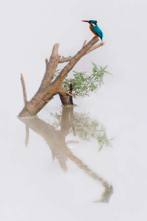 Common Kingfisher and its reflection in water, in Udawalawe, Sri Lankaの写真素材