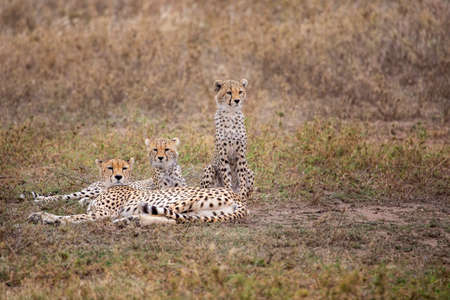 Cheetah and the cubs in Serengeti, Tanzania, Africaの写真素材