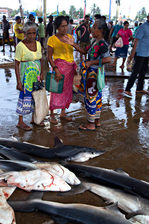 Negombo fish market early in the morning, in Negombo, Sri Lankaのeditorial素材
