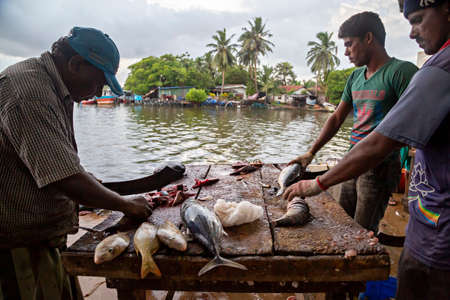 Fish cleaning in the fish market in Negombo, Sri Lanka.のeditorial素材