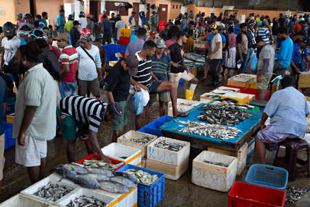 Negombo fish market early in the morning, in Negombo, Sri Lankaのeditorial素材