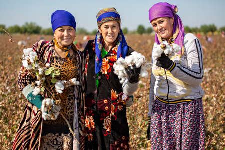 Uzbek women in the cotton field harvesting cotton in the outskirts of Samarkand, Uzbekistan