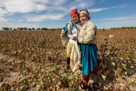 Uzbek women in the cotton field harvesting cotton in the outskirts of Samarkand, Uzbekistanのeditorial素材