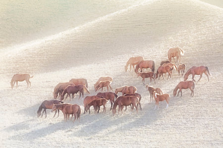 Horses in the Assy Plateau where the nomads go to spend the summer, near Almaty, Kazakhstanの写真素材