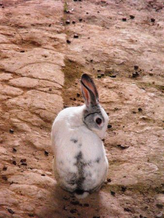 Domestic rabbit live freely between ancient debris.の写真素材
