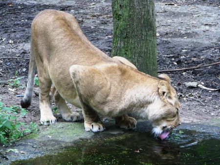Thirsty lion drinking water.の写真素材