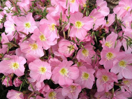 Low curb pink flower with beautiful colors.の写真素材
