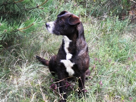 Yard Dog monitored area 