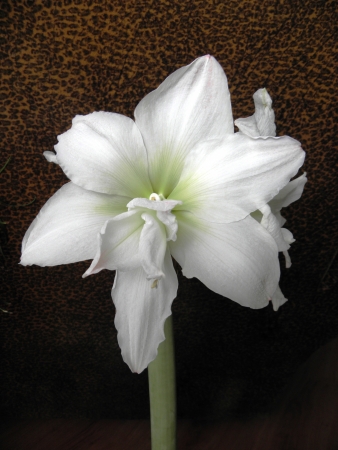 Amaryllis on variety -White Nymph の写真素材