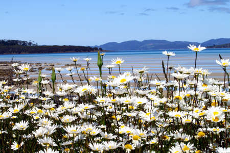 Flowersの写真素材