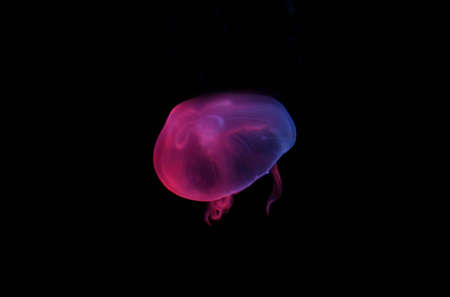 Jelly Fishの写真素材