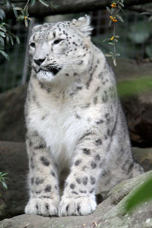 snow leopardの写真素材