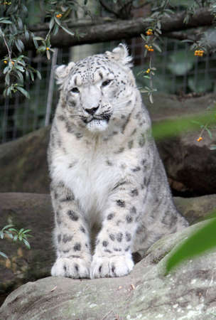 snow leopardの写真素材