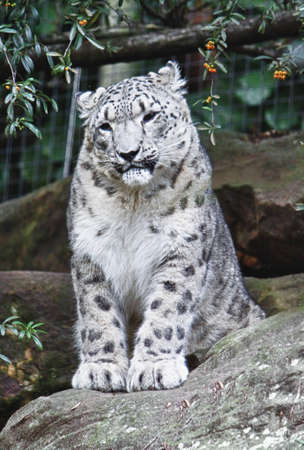 snow leopardの写真素材