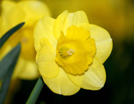 Flowerの写真素材