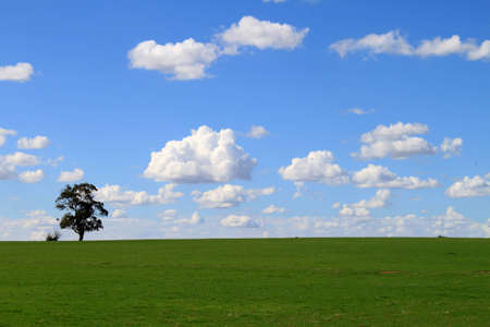 Treeの写真素材