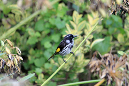 Birdの写真素材