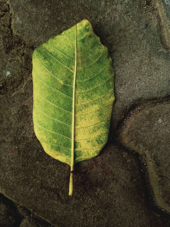 Green leaf on a stone background with copy space. Top view.