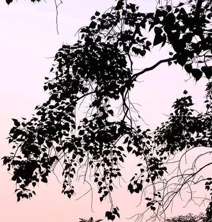 Silhouette of tree branches on pink sky background. Vector illustration.