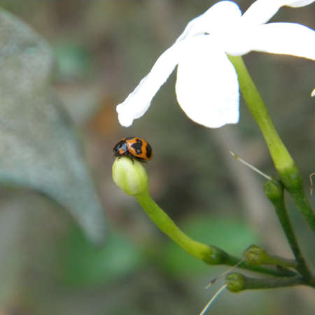 ladybug on white flower in the garden. High quality photo