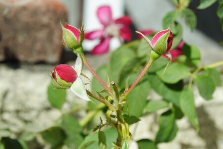 Wonderful rosebud is always fevrit couple.の写真素材