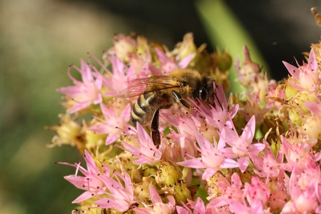 Close-up bee on purple flowersの写真素材