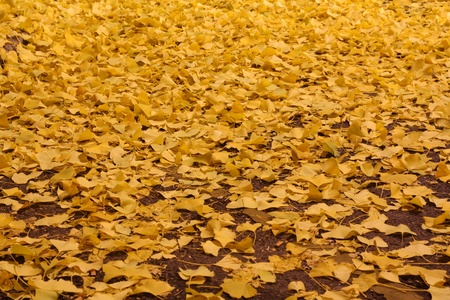 autmnの写真素材