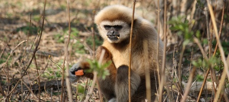 Portrait of a young cute Monkey