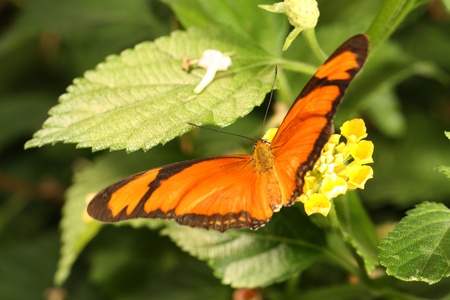 butterfly