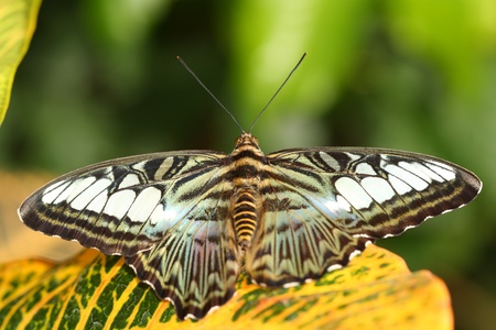 closeup of a beautiful butterfly